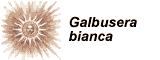 Galbusera Bianca