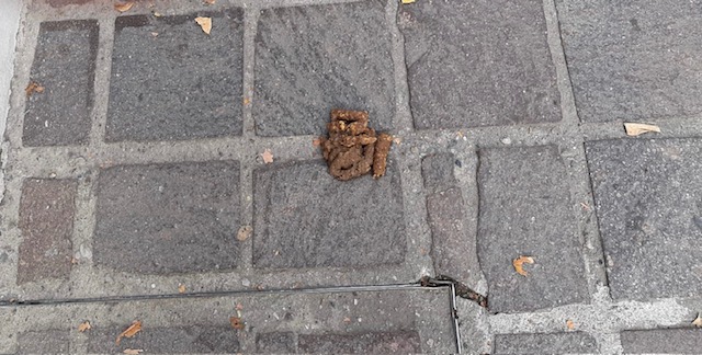 foto_cacca.jpg (96 KB)