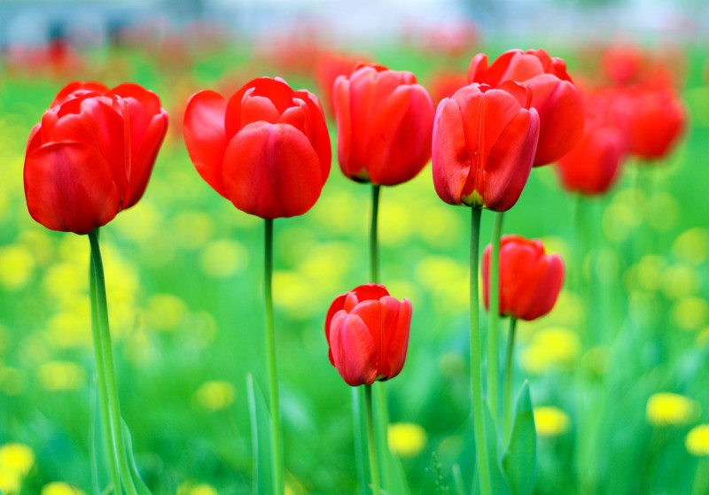 tulipani5.jpg (75 KB)