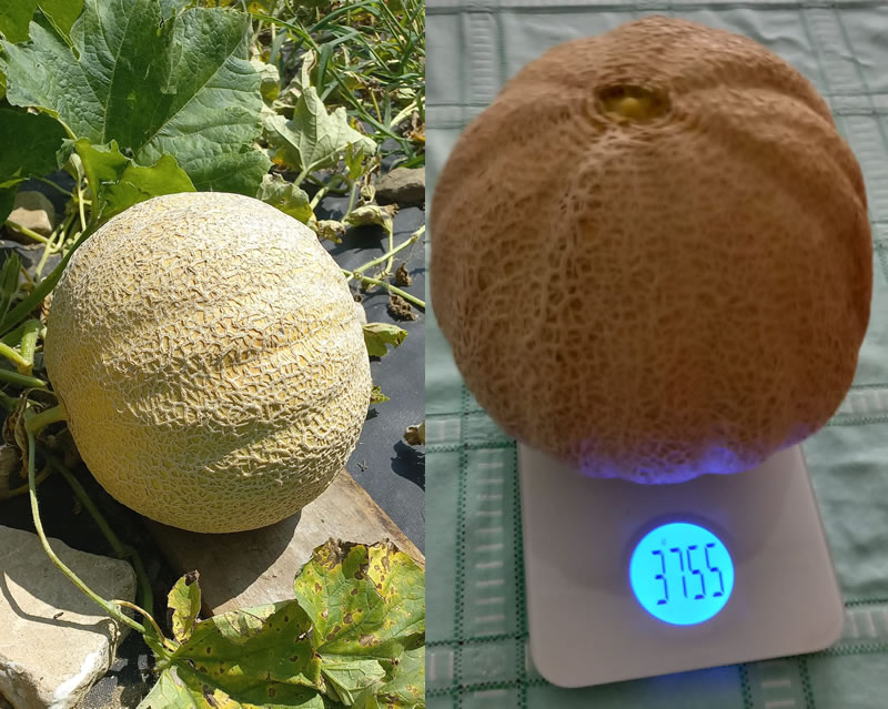 MeloneGigante2.jpg (127 KB)