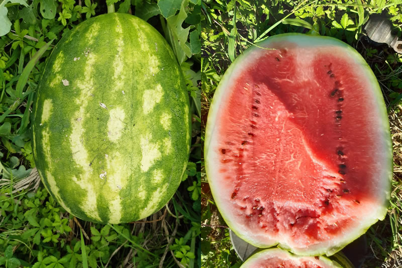 OlgiateOrtaggiGiganrti1.jpg (139 KB)