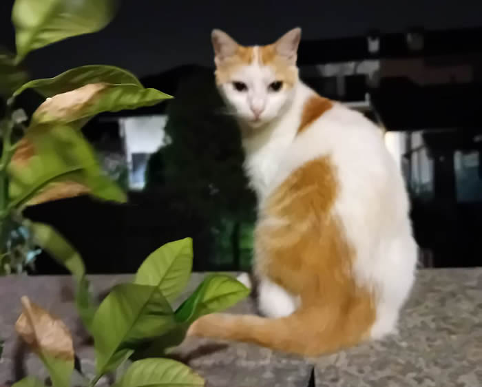 NovATEgATTAsMARRITA.jpg (32 KB)