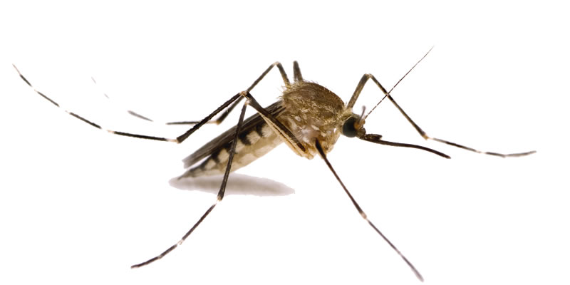 ImbersagoVirusDengue.jpg (22 KB)