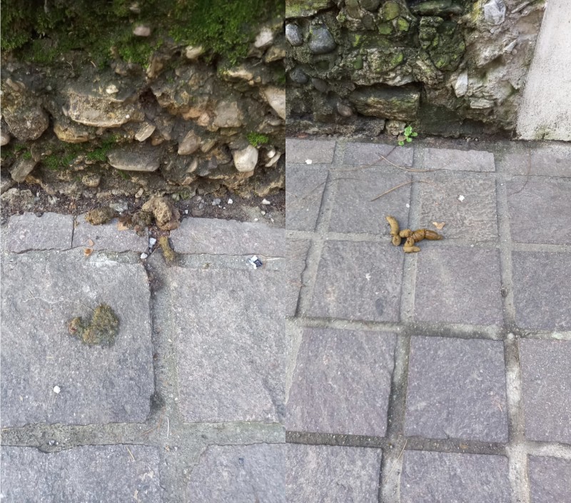 MerateEscrementi.jpg (190 KB)