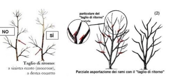 MastrogiardiniereGennaio9.jpg (34 KB)