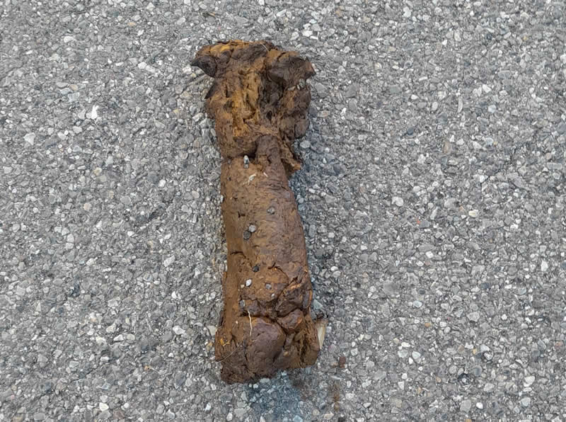 MerateEscrementiCane.jpg (117 KB)