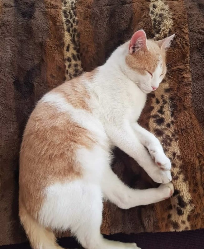 MerateGattoScomparso.jpg (122 KB)