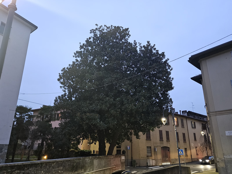MerateMagnoliaAlbero.jpg (176 KB)
