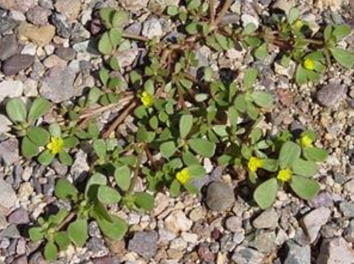 MastroSettFiori10.jpg (155 KB)