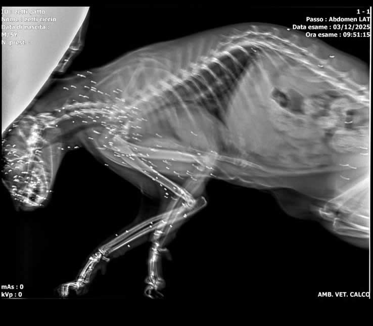 AiruzzoGattoPallini.jpg (37 KB)