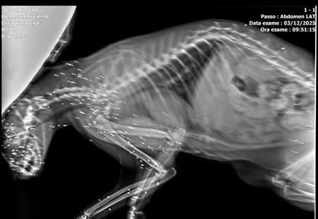 AiruzzoGattoPalliniPRIMA.jpg (17 KB)