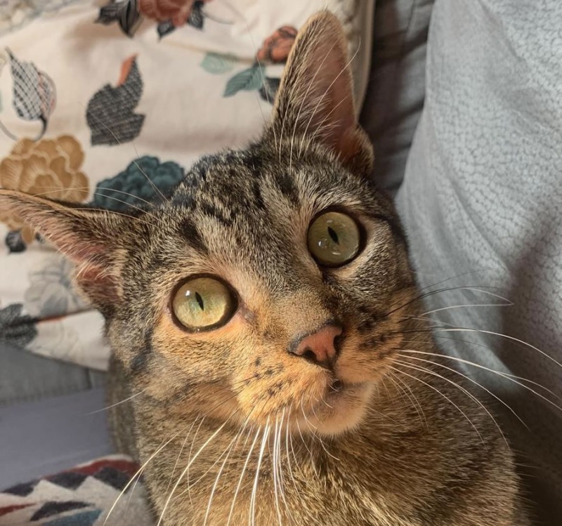 RicercaGatto.jpg (155 KB)