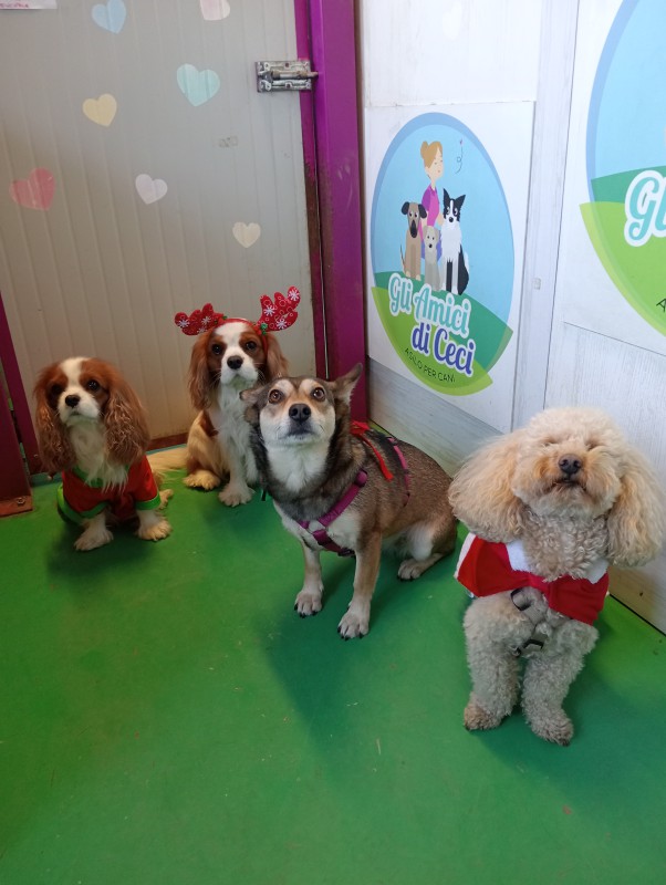 asilo_per_cani_feste.jpg (84 KB)