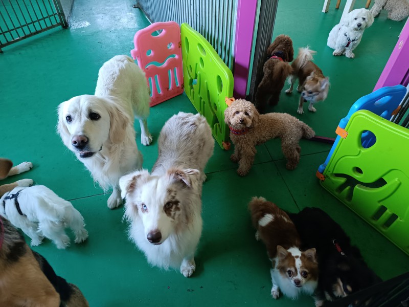 asilo_per_cani_ospiti.jpg (105 KB)