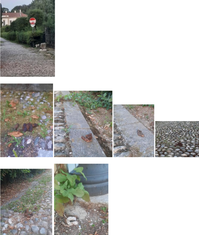 Deiezioni_Robbiate.png (574 KB)