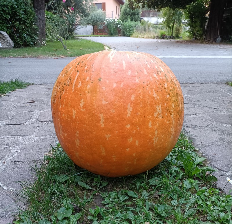 LVB_Zucca1.jpg (219 KB)