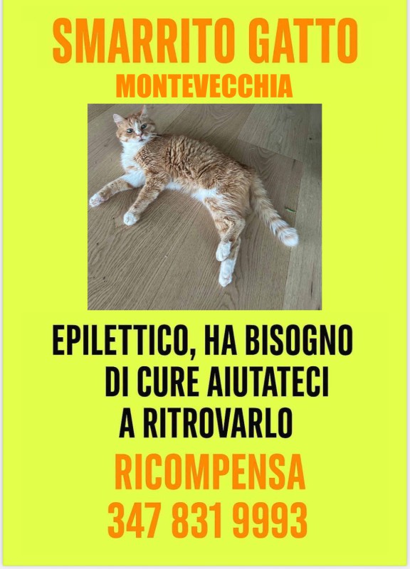 Mtv_Gatto.jpeg (82 KB)