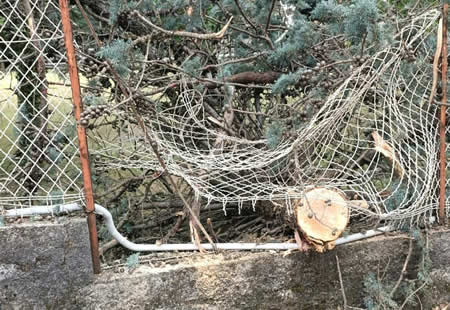 NovateAlberiCadut1PRIMA.jpg (45 KB)