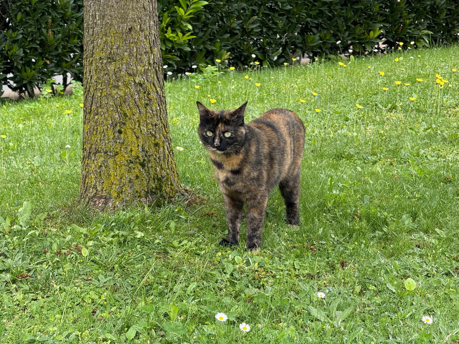 StracciatellaGatto.jpg (551 KB)