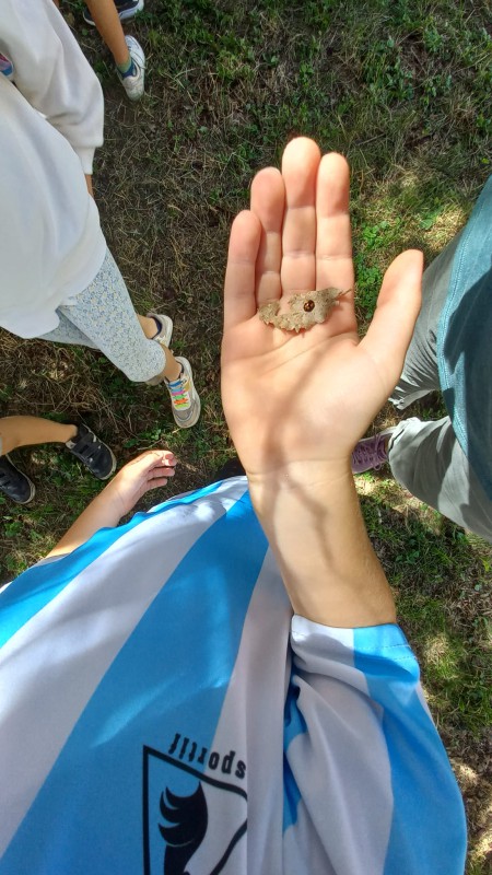 coccinelle_usmate_4.jpeg (109 KB)