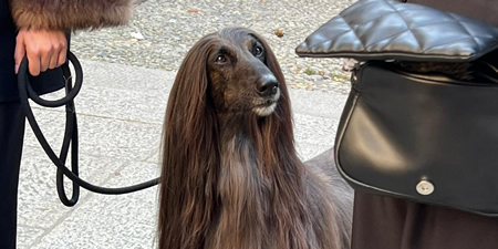 LiernaCaneNavPRIMA.jpg (79 KB)