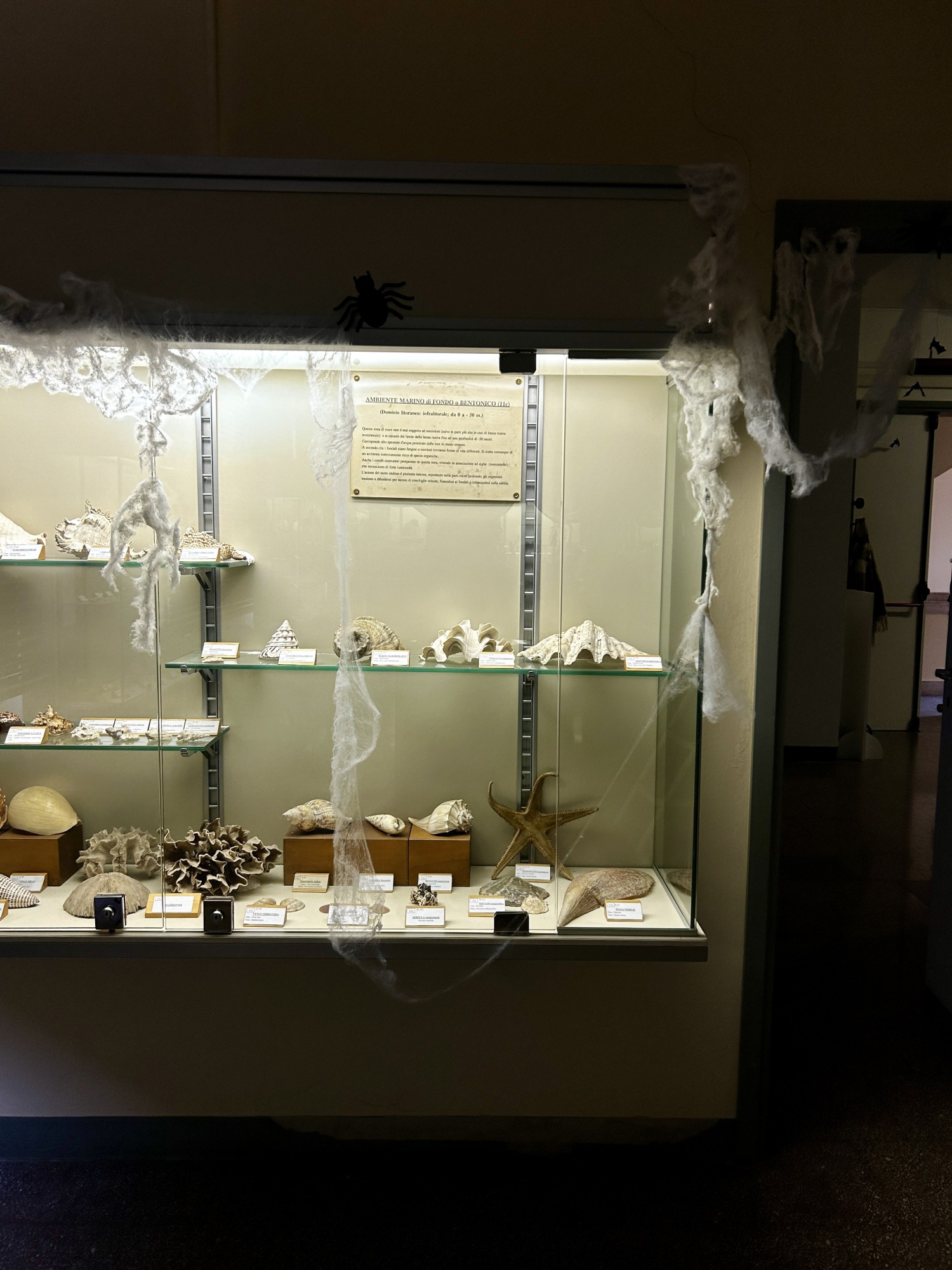 MerateHallMuseo__7_.jpeg (437 KB)