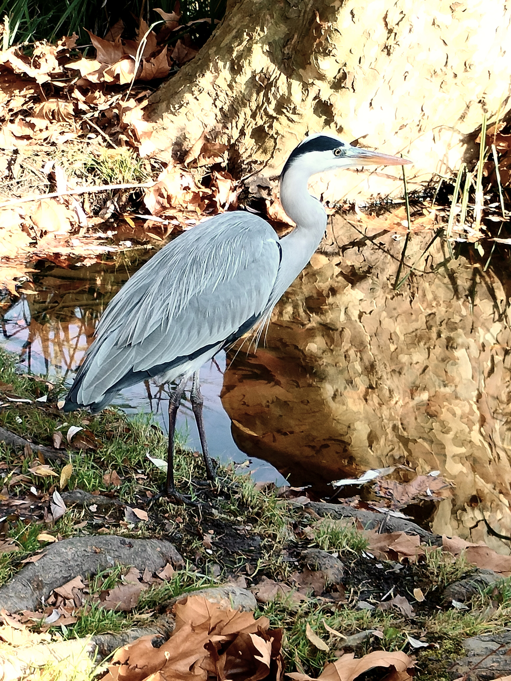 ReLagoSartirana.jpg (1.44 MB)