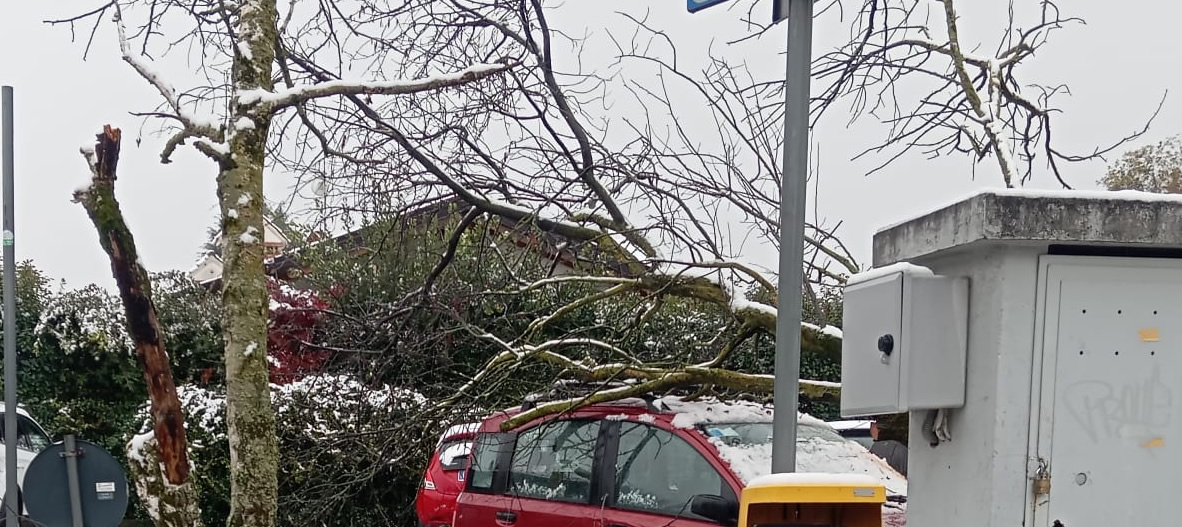 RobbiatePiantaAuto1.jpg (279 KB)