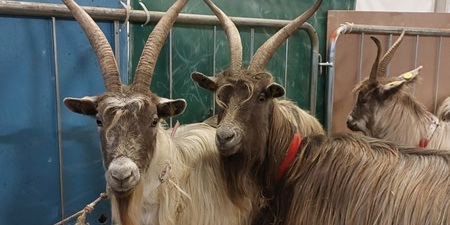 capraannuncioPRIMAOK.jpg (43 KB)