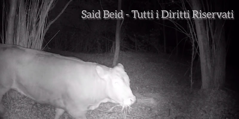 minervaprima.jpg (49 KB)