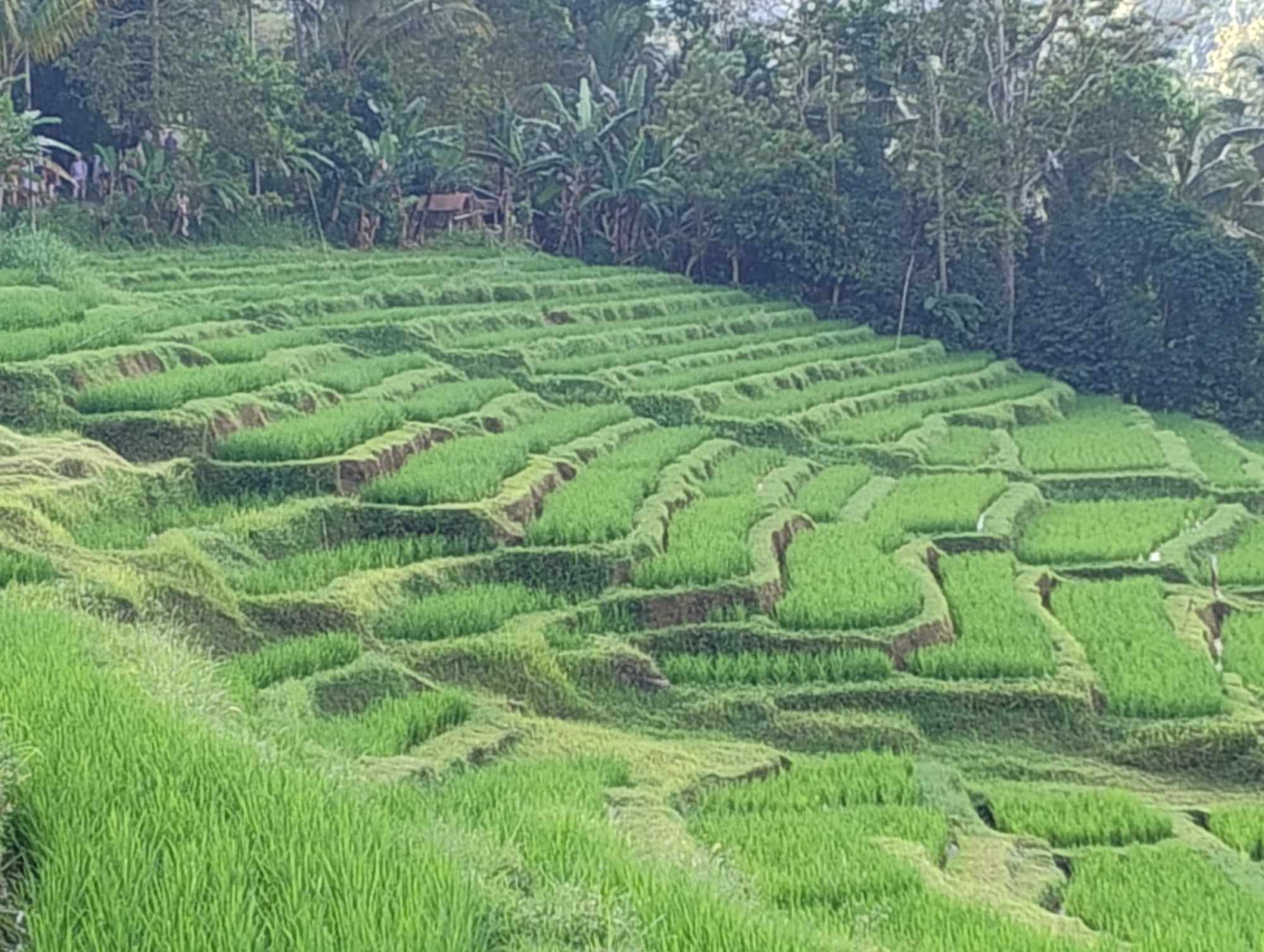Arlati_Indonesia7.jpeg (547 KB)