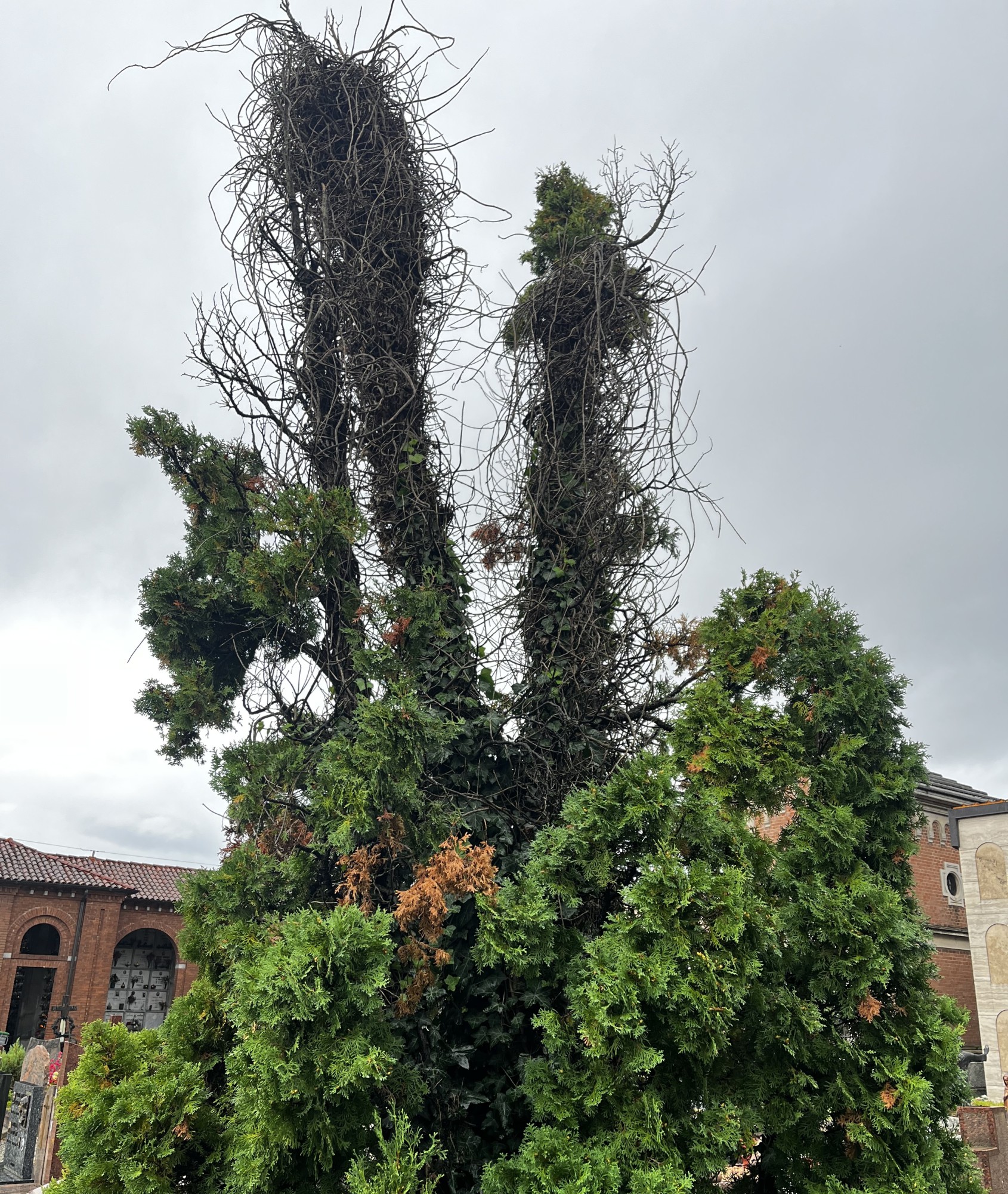 Calco_cimitero5.jpeg (1.01 MB)