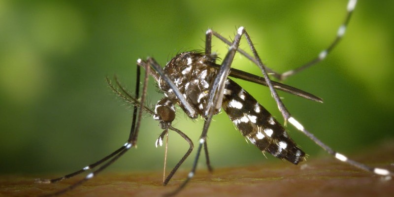MaressoChikungunya.jpg (71 KB)