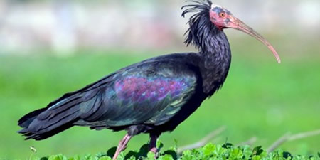 ibis1PR.jpg (25 KB)