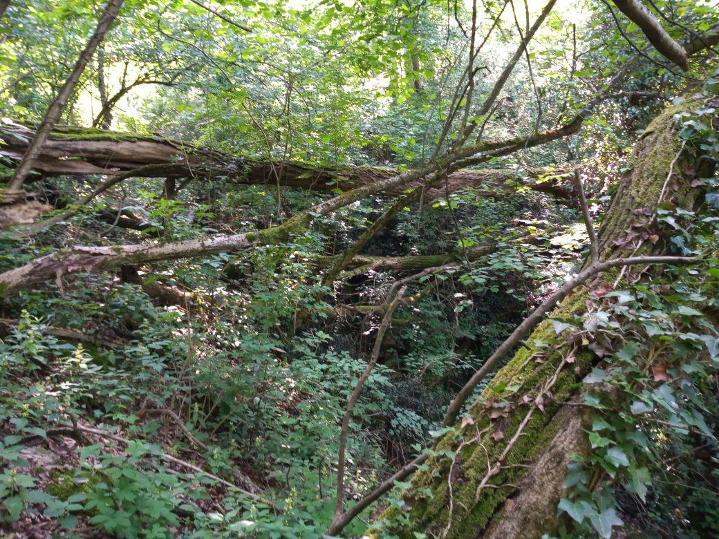 ParcoCuroneBandoGal3.jpg (403 KB)