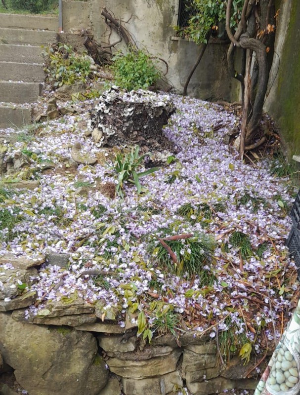 Grandine_maltempo3.jpeg (188 KB)