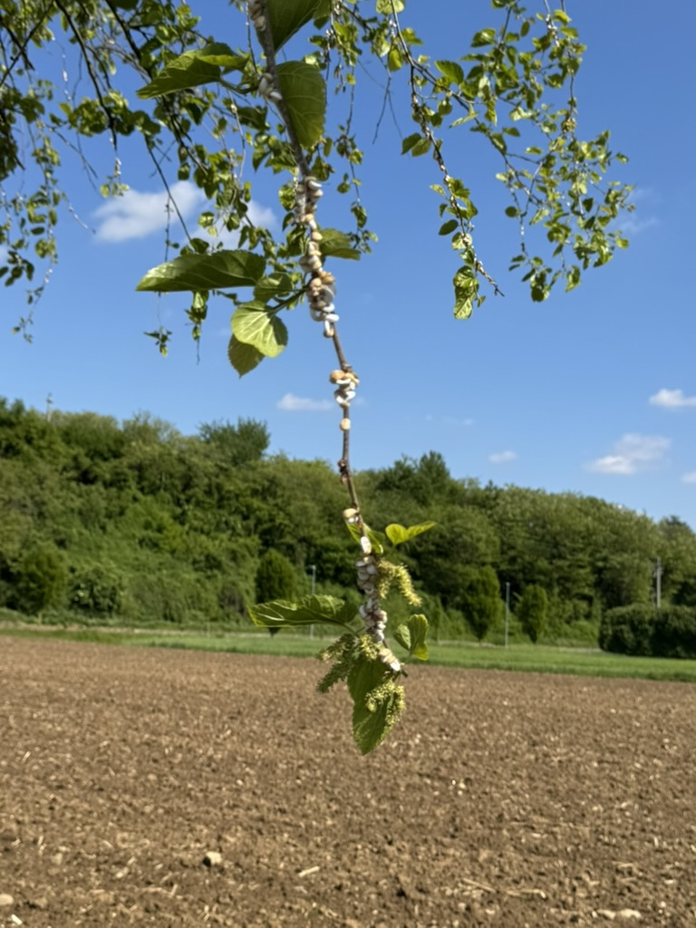 TashankaNipponica.jpg (235 KB)