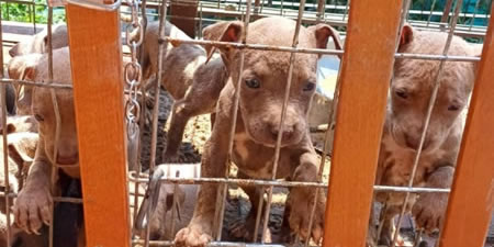 CalolzioxcorteCaniPRIMAOK.jpg (31 KB)