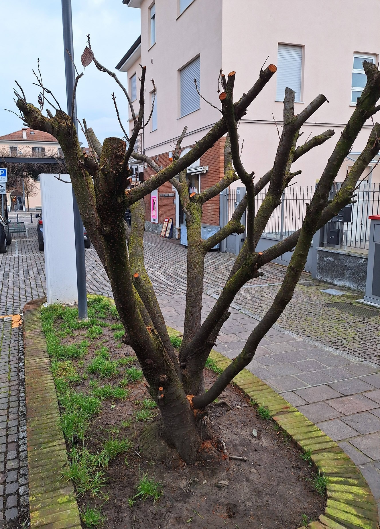 ImbersagoCiliegiTaglio2.jpg (902 KB)