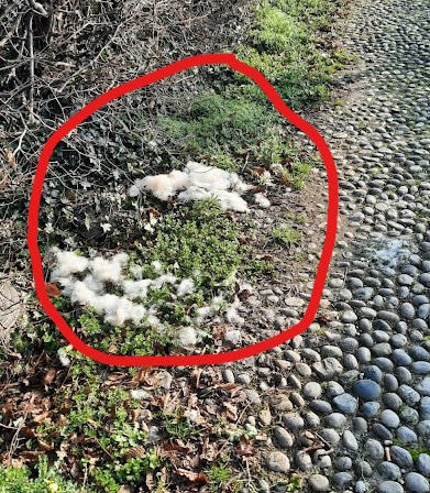 Robbiate_-_pelo_cane-664.jpg (118 KB)