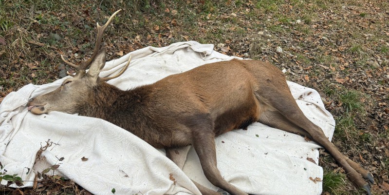 Cervostellapr__1_.jpg (291 KB)