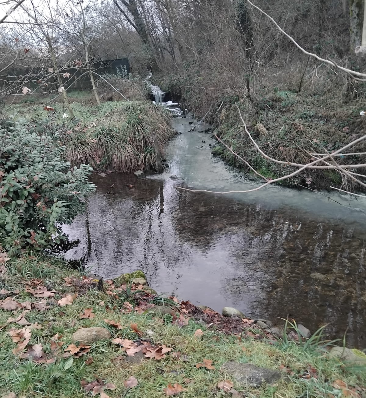 Molgora_fogna.jpg (801 KB)