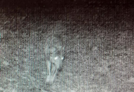 PRedatoriLupoPRIMA.jpg (44 KB)