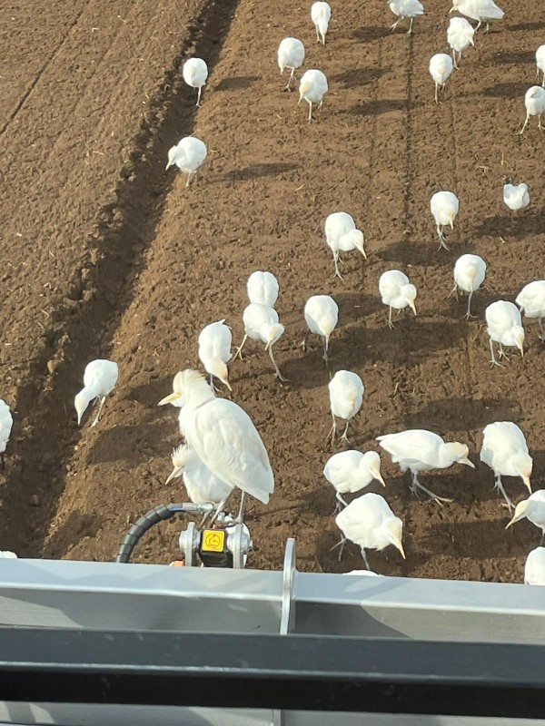 UccelliScia1.jpg (151 KB)