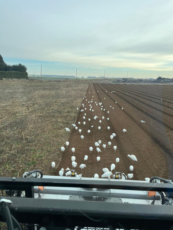 UccelliScia2.jpg (110 KB)