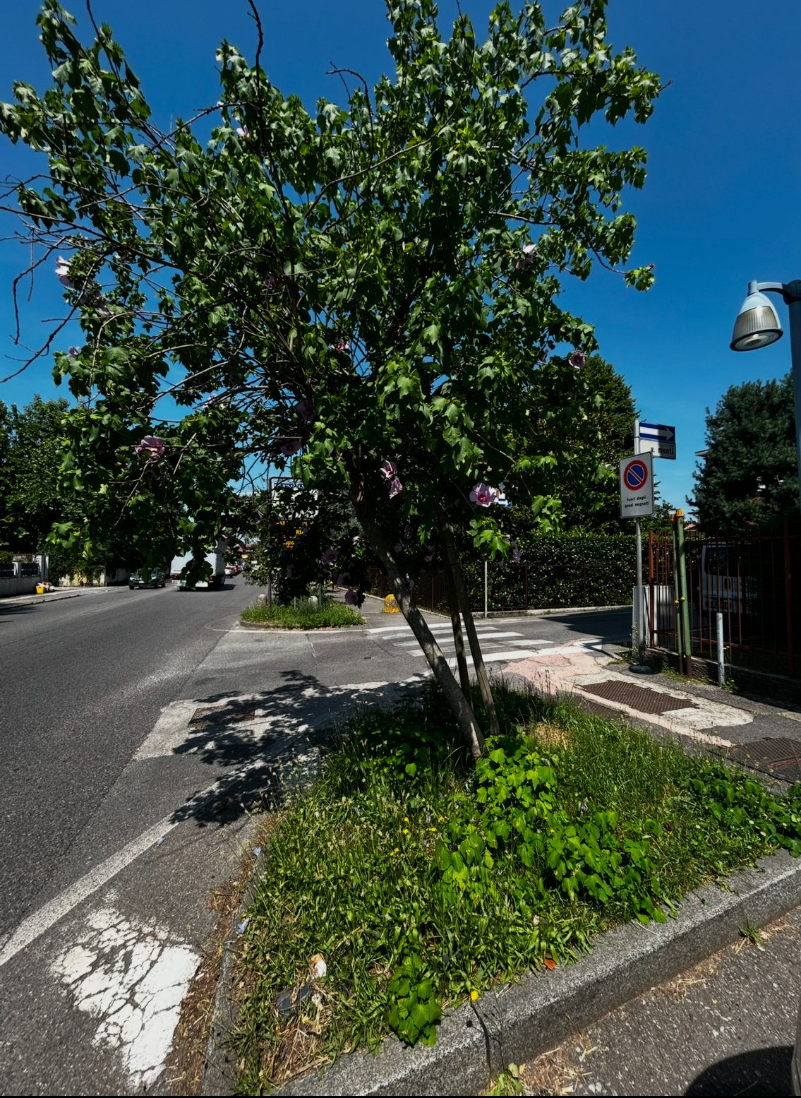 CcernuscoVerde__2_.jpeg (2.75 MB)