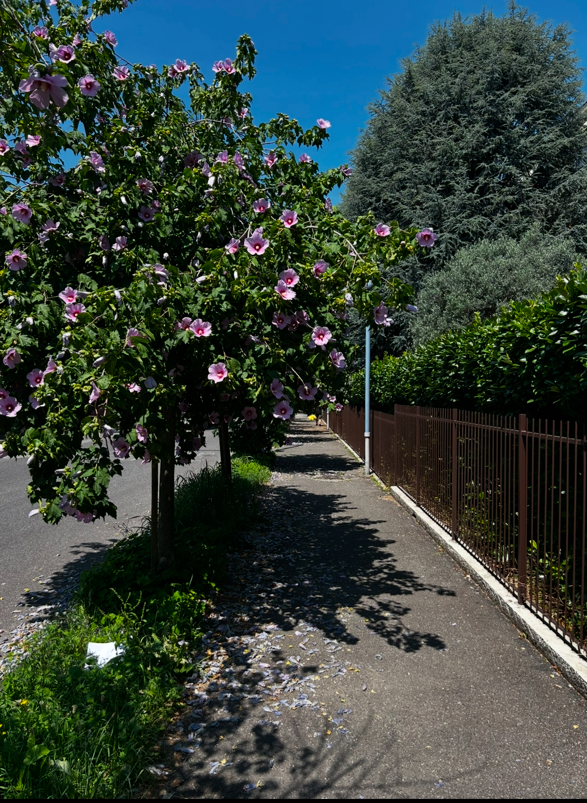 CcernuscoVerde__3_.jpeg (2.80 MB)