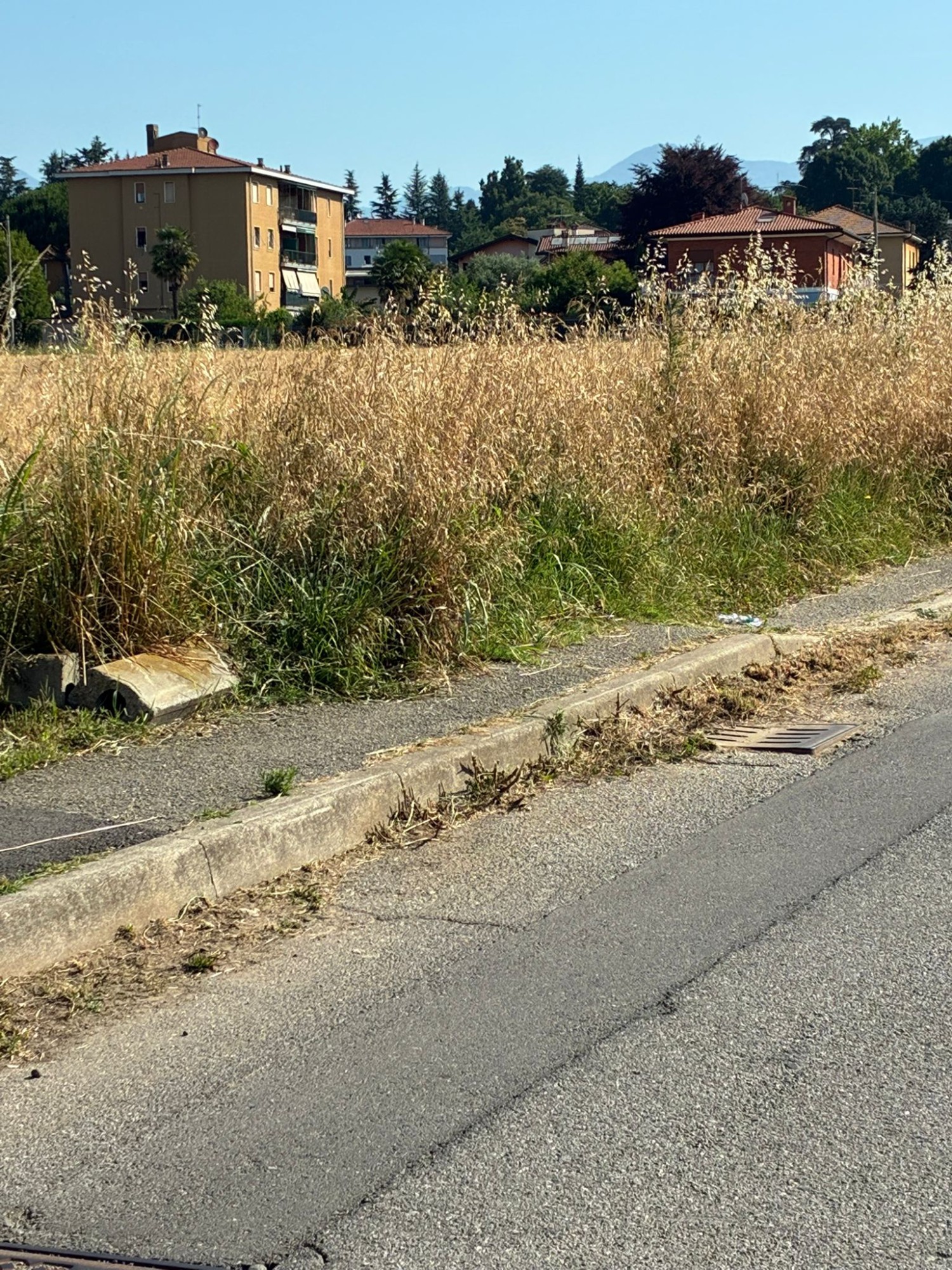 taglio_erba.jpeg (938 KB)