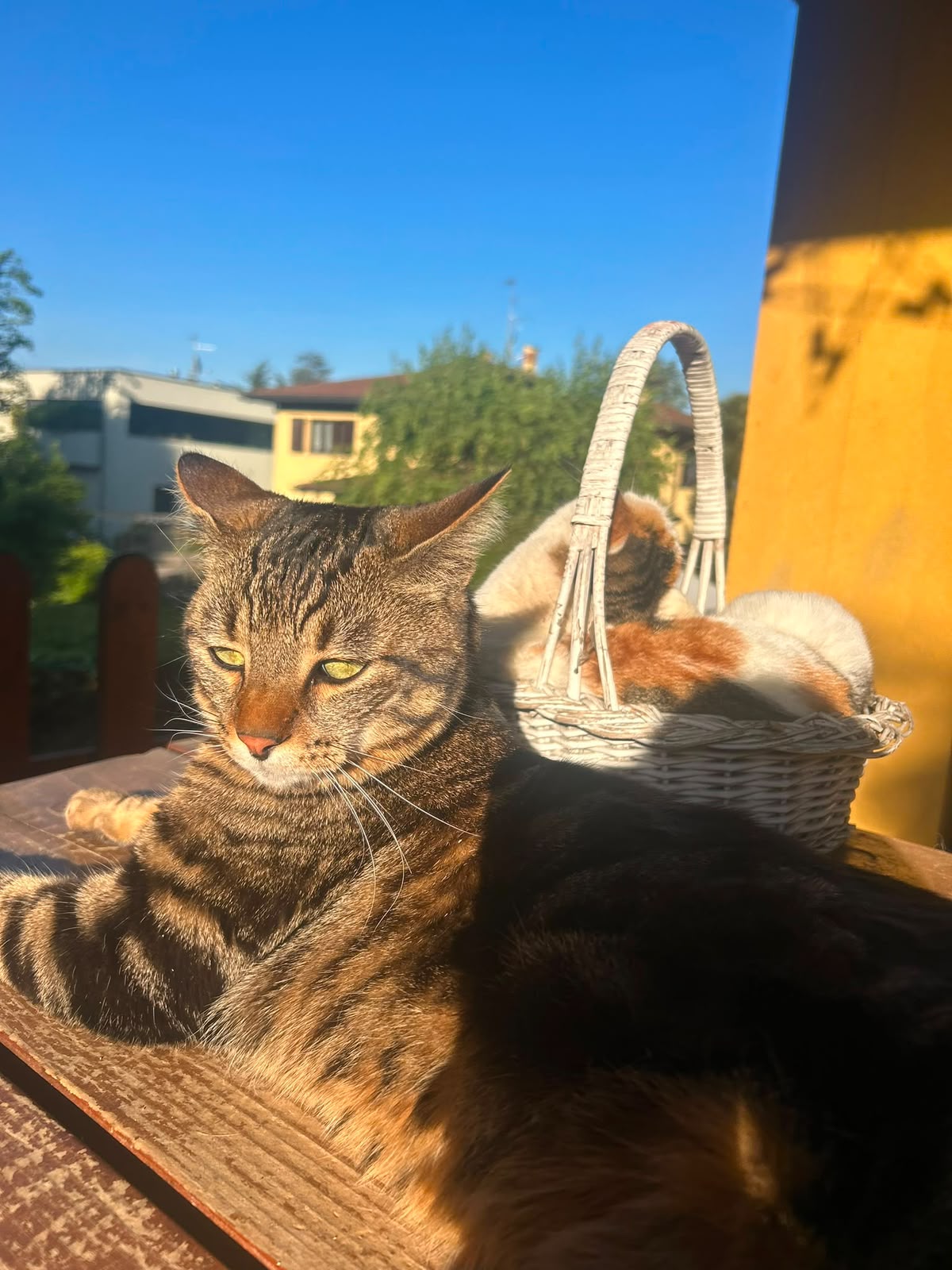 CernuscoGattoScomparso1.jpg (249 KB)