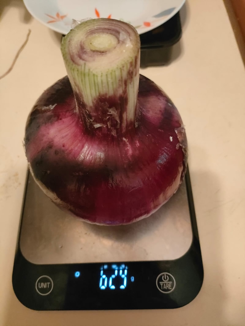 CipollaGigante1.jpg (93 KB)